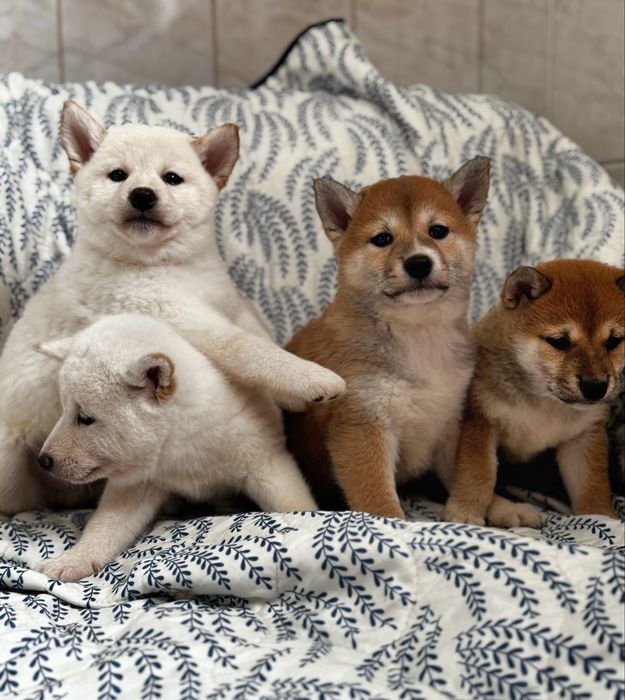 Шиба Ину / Shiba Inu