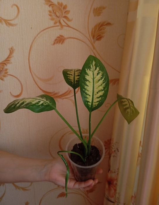 Продам цветок- диффенбахия сноу тропик