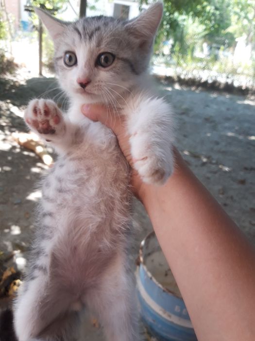 Продаётся котёнок