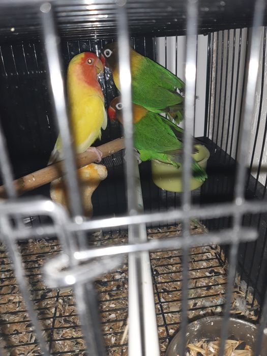 Папугай Неразлучка