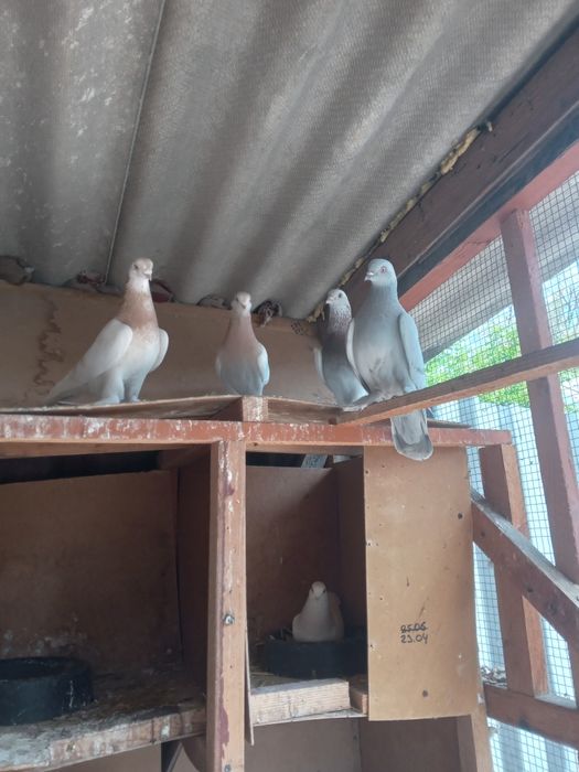 Голуби лётные, вольные