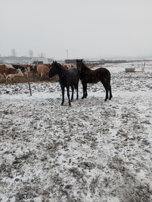 Vând două mânze de 7-8luni