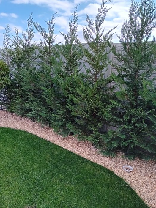 Gard viu din chiparos cupresus leylandi