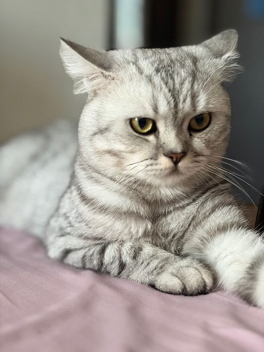 Кот британец 1 год