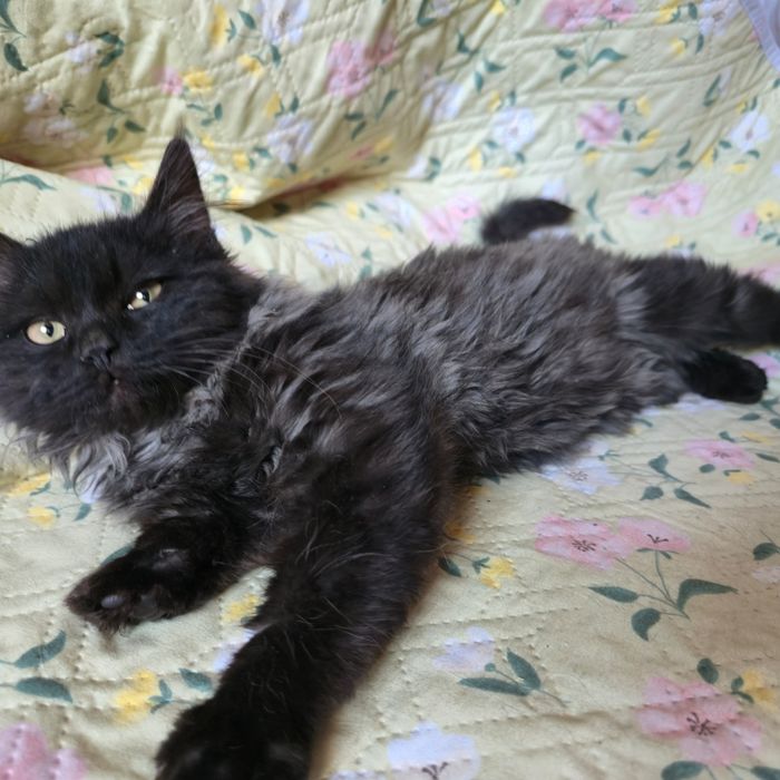 Шикарный котёнок