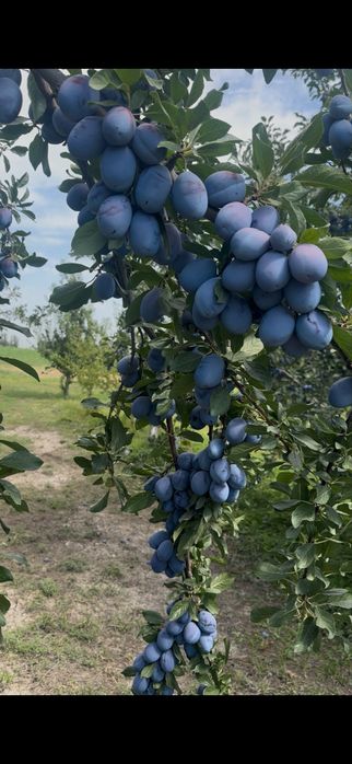 Продам сливу сорта Стэнлей оптом