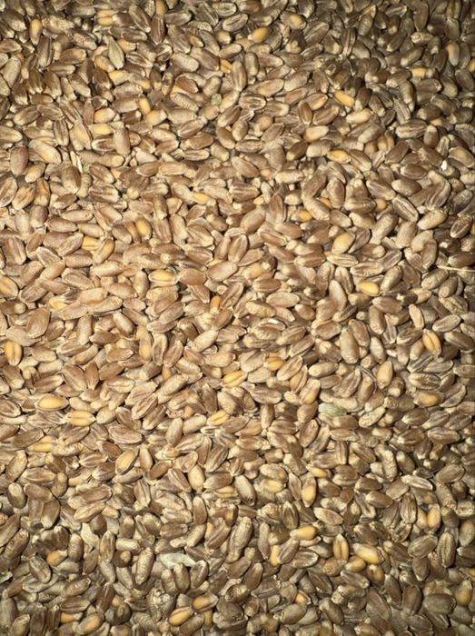 Grau, porumb, floarea soarelui, uruiala, baloti de paie!!!