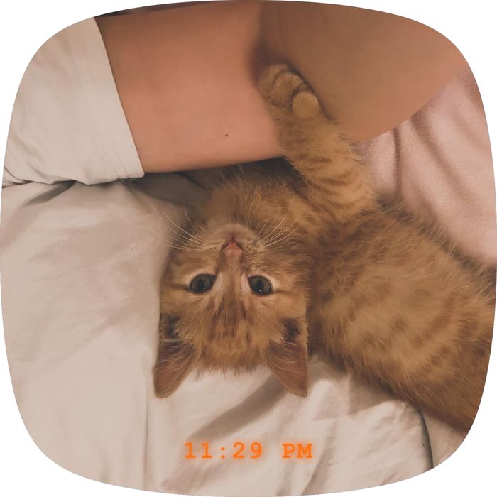 кошка желтый……..