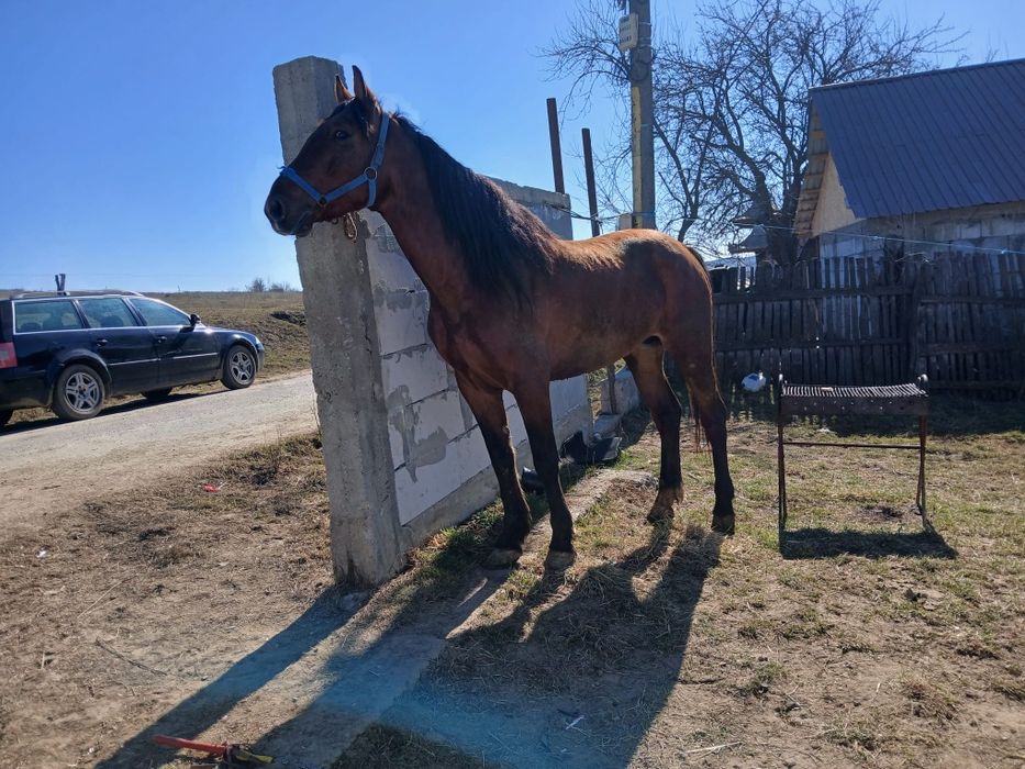 De vânzare harmasar