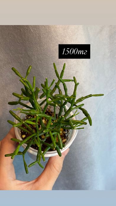 Комнатные растения