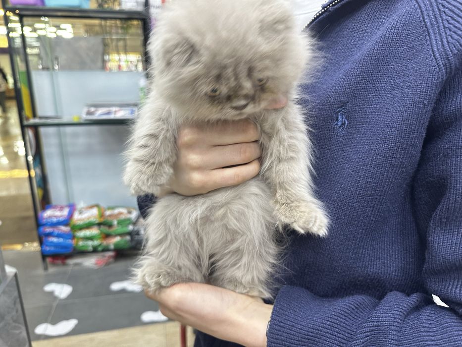 котенок скоттиш фолд 2 месячный