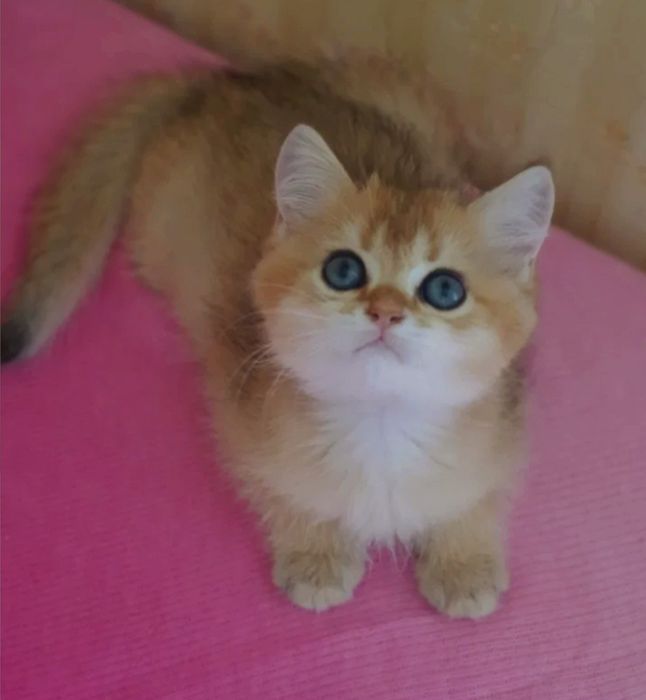 Британские шиншиллы..