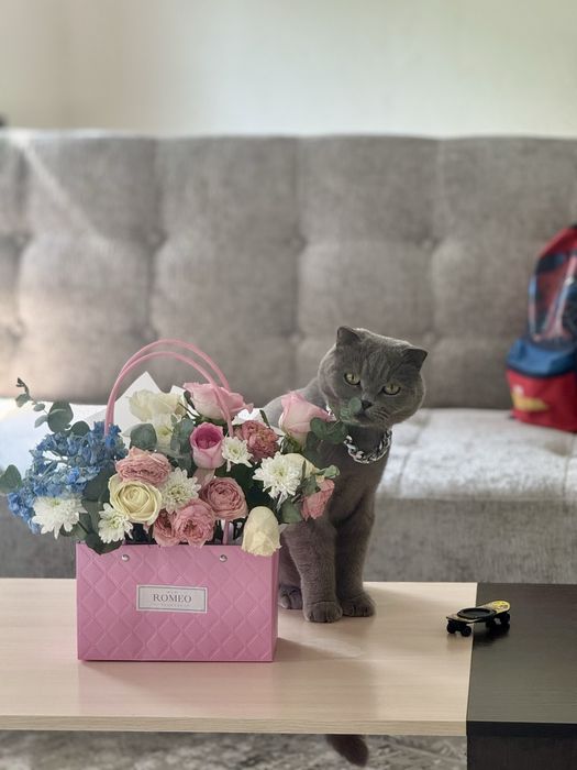 Отдам в хорошое руки кота