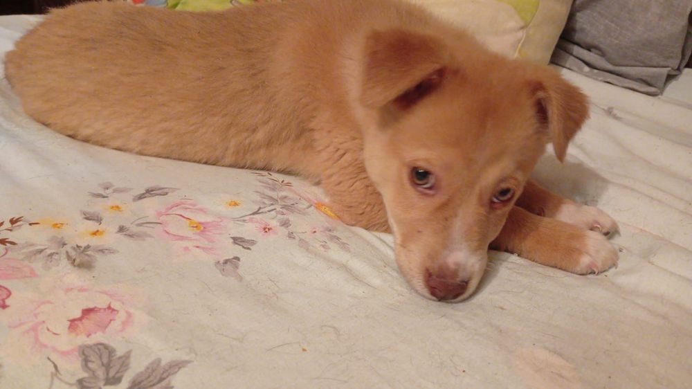 Отдам в добрые руки