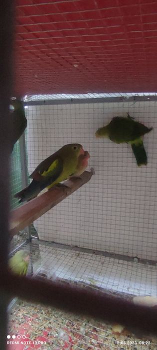 Различни видове папагали