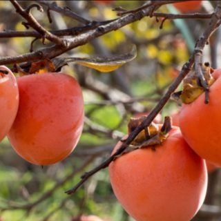 Pomi Exotici (KAKI Diferite Soiuri )la ghiveci