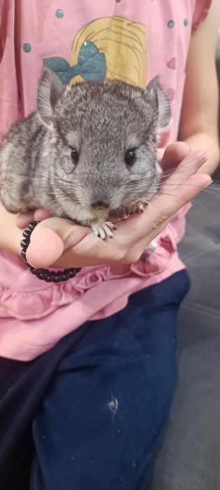 Шиншила девочка.