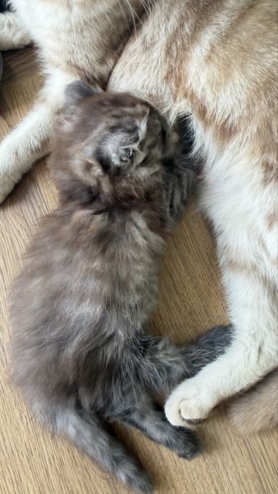 Продаются котята