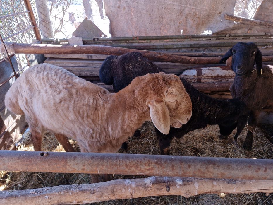 Тоқты қошқарлар сатылады