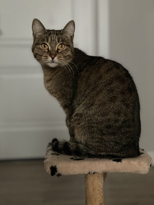 Кошечка ищет дом