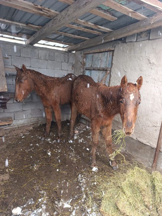 Продам тайчики по 10 мес