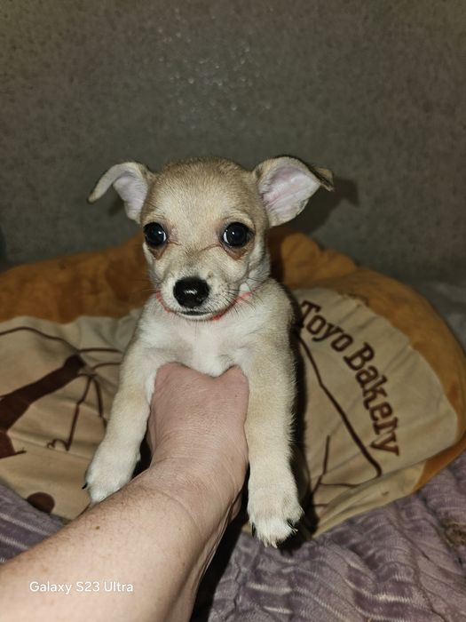 Девчушка чихуахуа стандарт