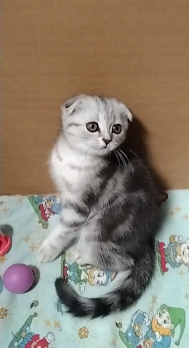 Скоттиш фолд. Девочки.