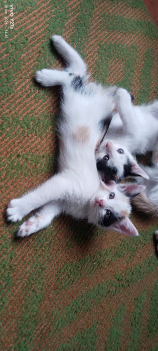 Отдам котят в добрые руки