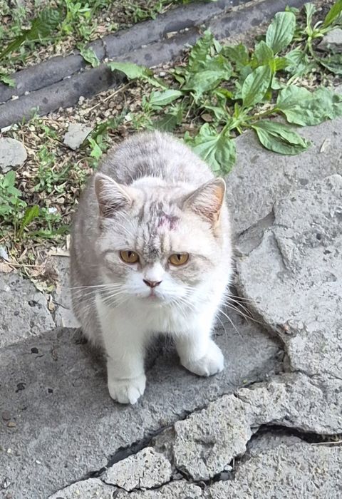 Кошка потеряшка ( стерилизованна)