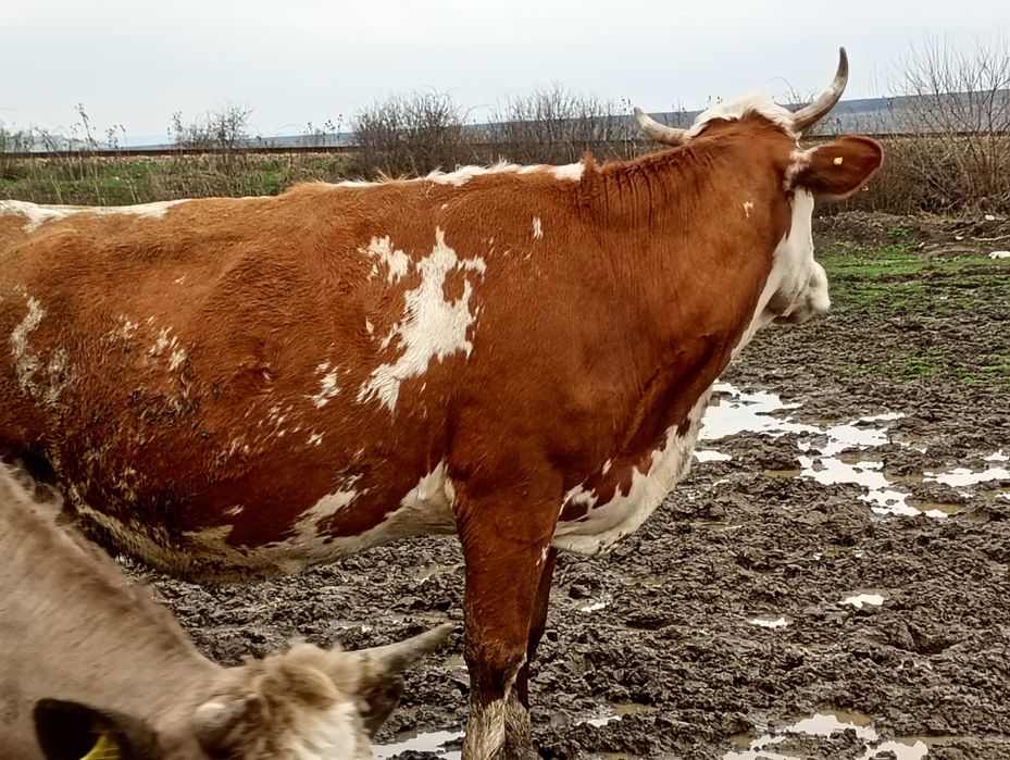 vand vaca de 600 de kg