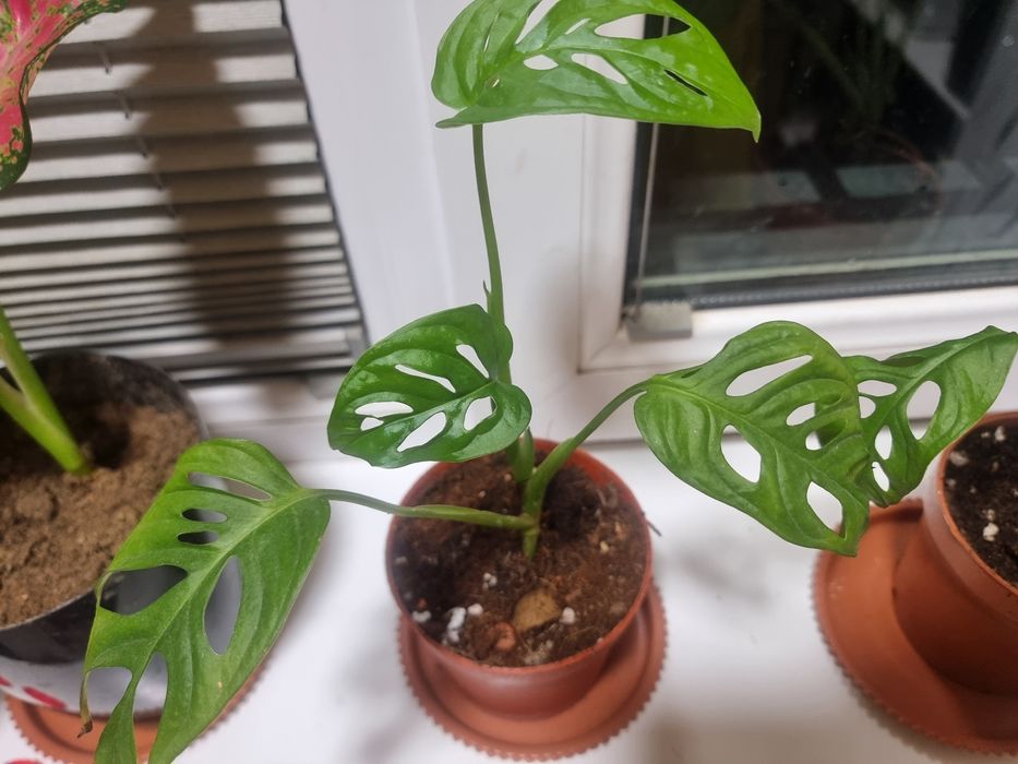 Монстeра Mashka тарелкаси билан Arzon narxda Хона гуллари Комнатных цв