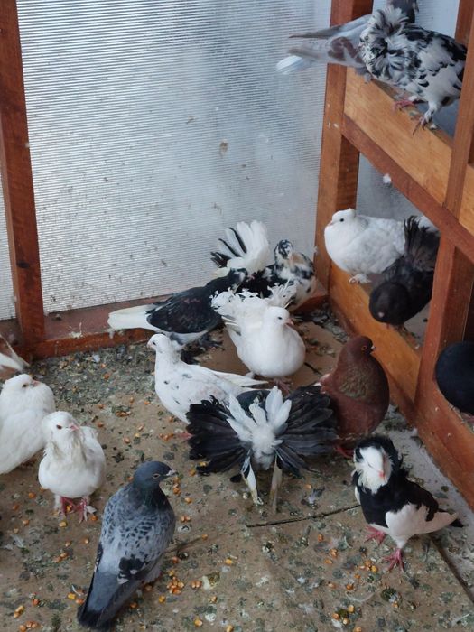 Porumbei voiajori și  de ornament