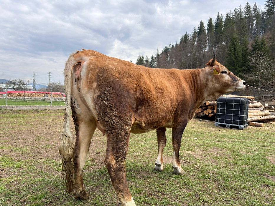 Junica gestantă de vanzare