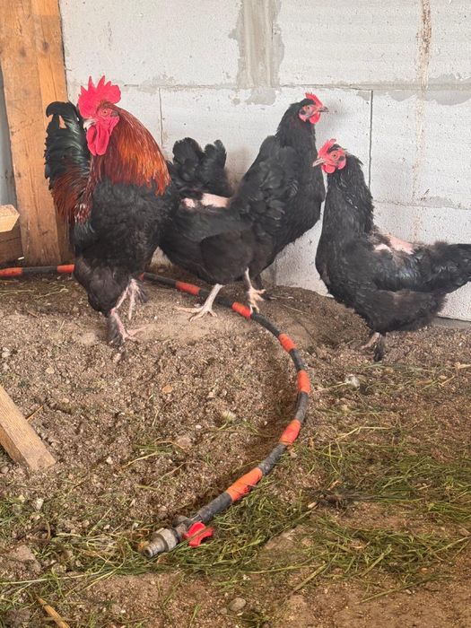 Vand familie Marans