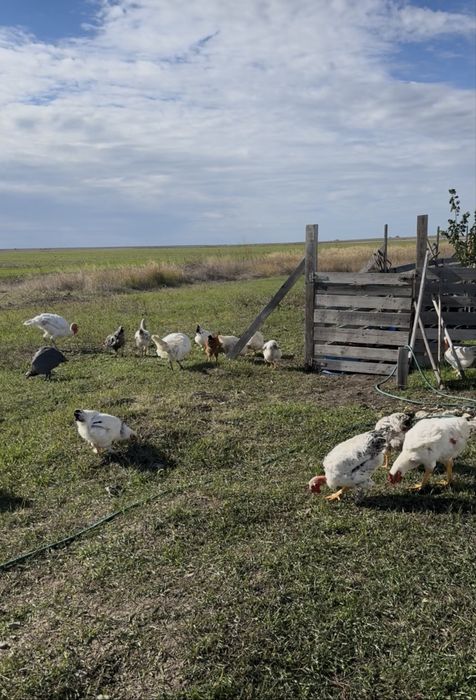 Vand gaini si cocosi BIO