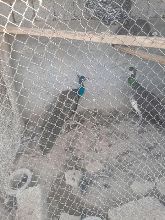 1 juft Tovus sotiladi manzil Toshkent viloyati Boka tumani