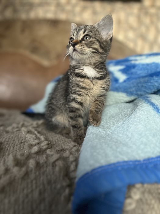 5 sufletele mici își caută familii iubitoare!