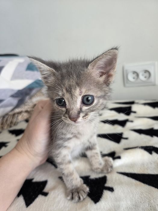 Отдам котенка в добрые руки