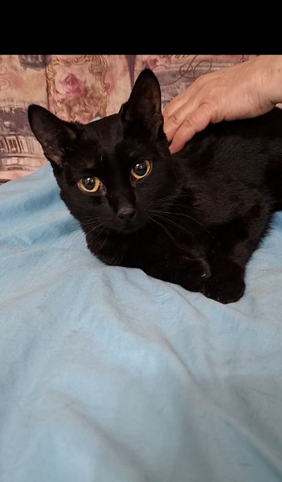 Умный котик Сёма в добрые руки!