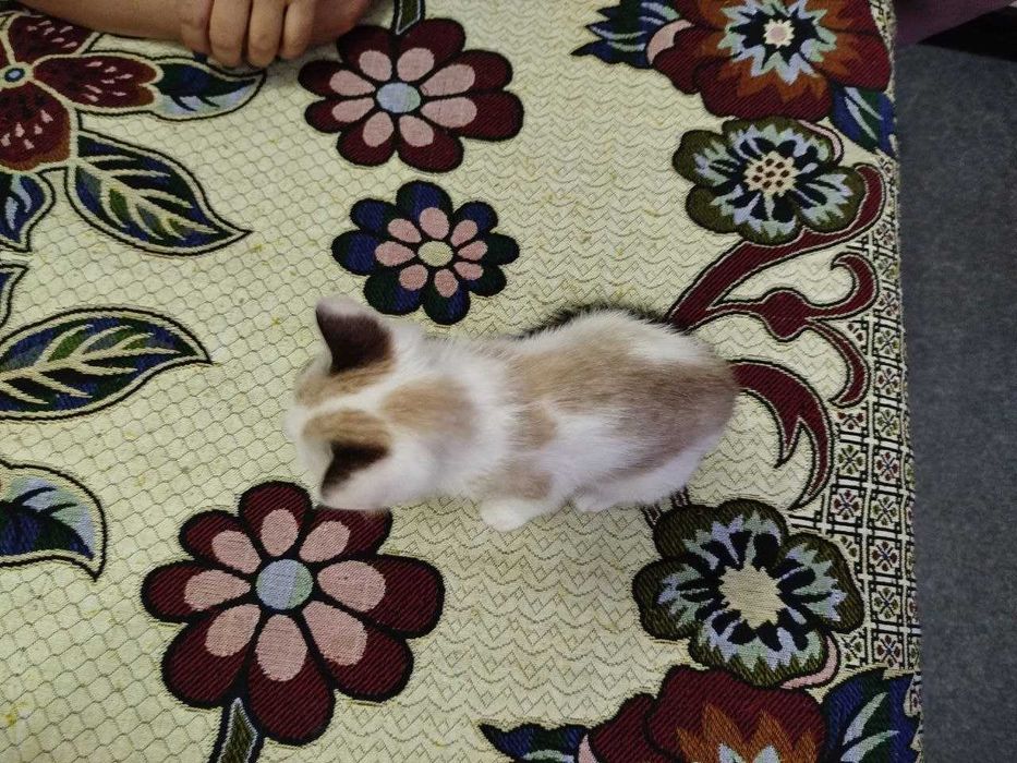 Маленький котенок