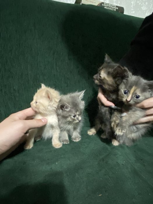 Котята в хорошие руки отдам