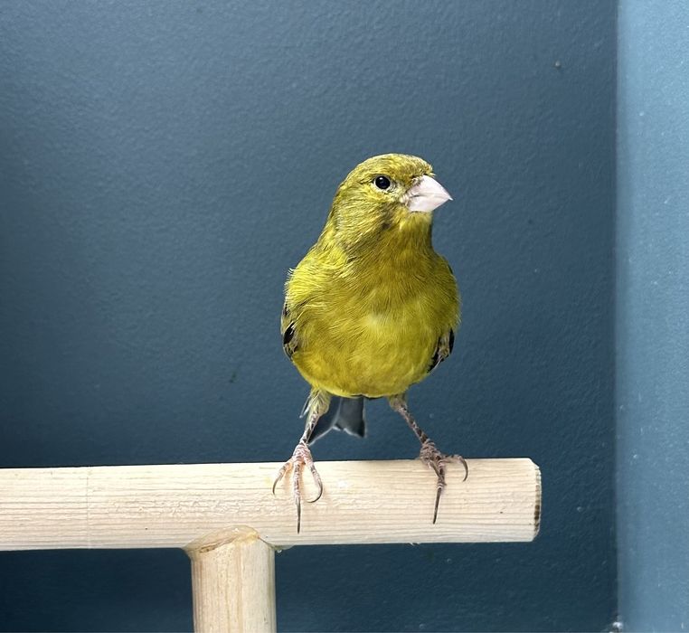 Канарейки (кенар)