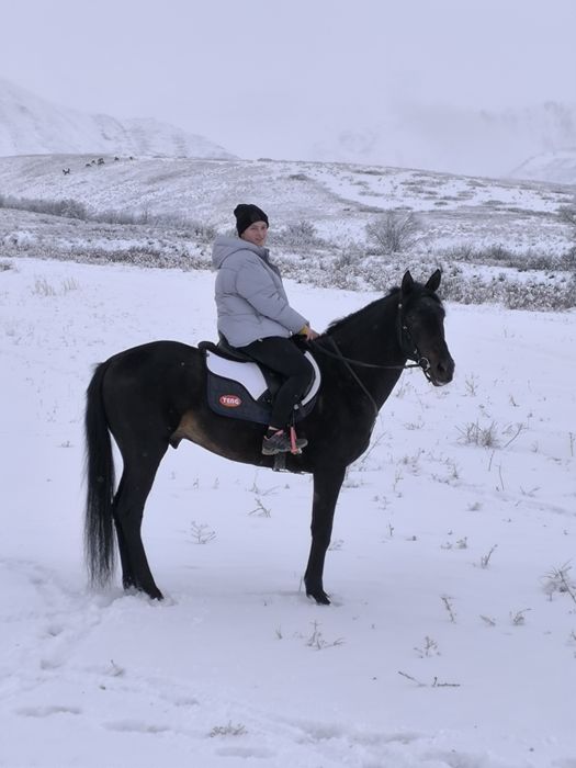 Содержание Лошадей, Дом Для Ваших Лошадей. Постой Лошадей