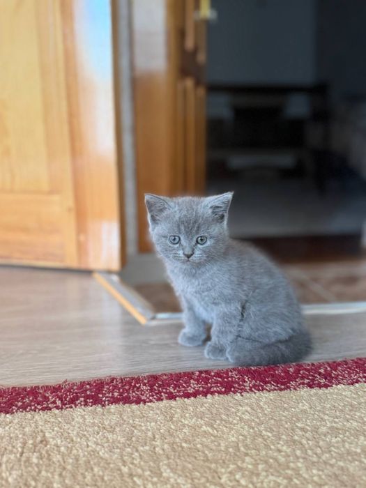 продаются котята.