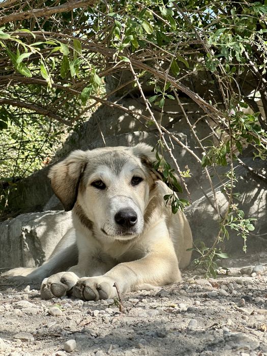 Catei talie medie-mare pt adoptie
