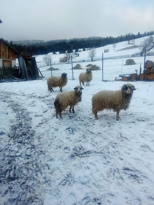 Vând 3 oi și un berbec