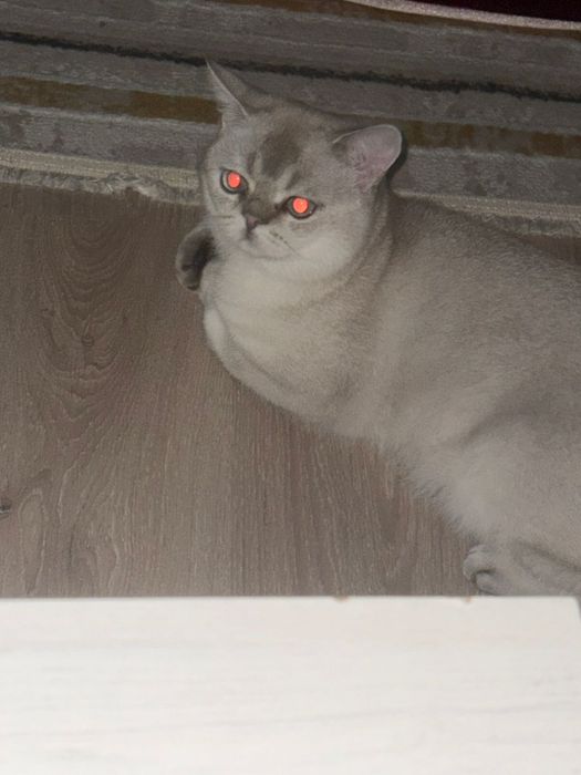 Кот продается пишите здесь