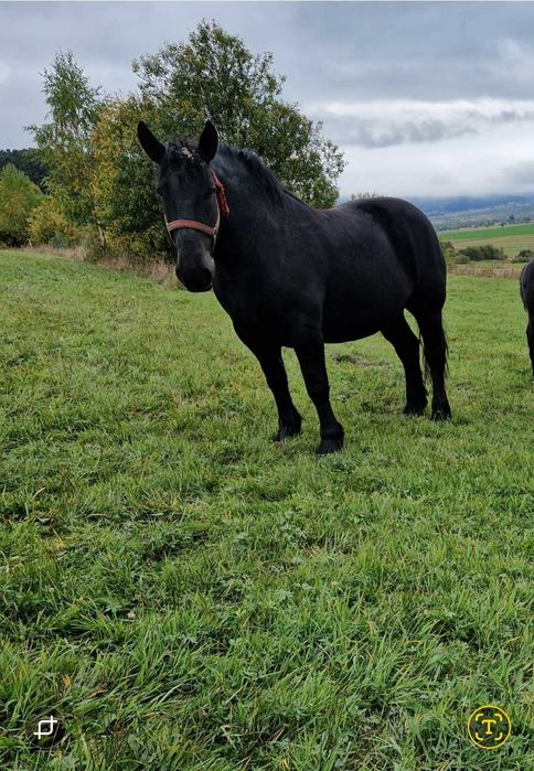 Iapa din 2020 dangalizata sange rece unguresc