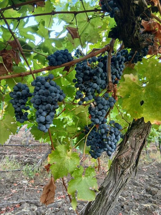 Продавам грозде. Червен мискет каберне мерло