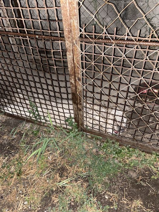 төбет сатылады срочно